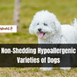 Non-Shedding Hypoallergenic Varieties of Dogs
