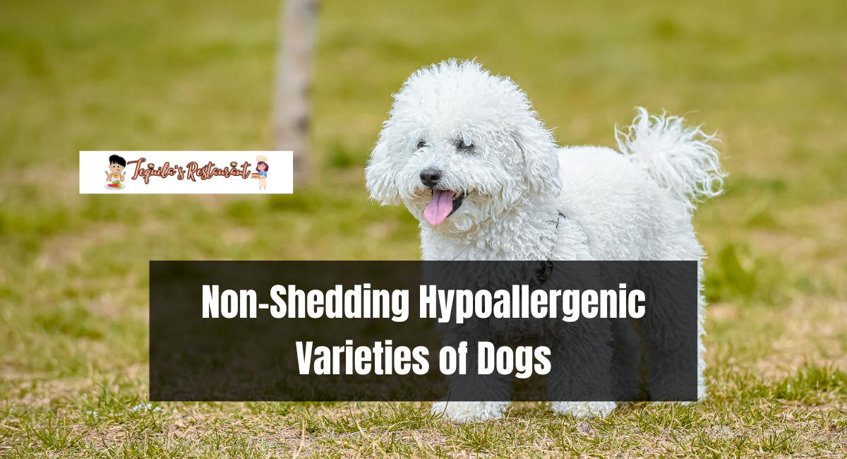 Non-Shedding Hypoallergenic Varieties of Dogs